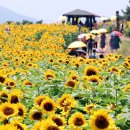 [사진톡톡] 꽃 활짝 폈네…함안 강주마을 해바라기 축제 이미지