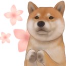 애견미용 견출지 노원점 이미지