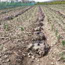 광시농장 이미지