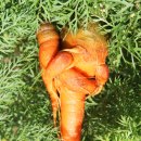 당근(carrot) 이미지