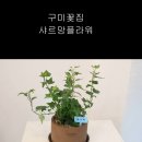 구미화분배달 구미전지역 당일배송 구미개업화분 이미지