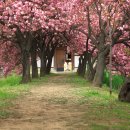 핑크 체리 이미지