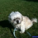 황제라사 이미지