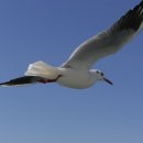 부산갈매기 이미지