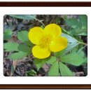 진부농장 이미지