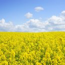 국가대표솔빛태권도장 이미지