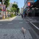 루프독 1027 네이버블로그
