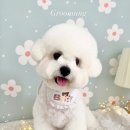 그루멍(groomung) 이미지