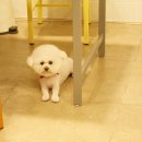 다다다펫그루밍 이미지