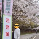 찐짜루 - 함양군 광풍로 115-2 | 영암 벚꽃 명소 100리길 드라이브 및 축제 방문 후기