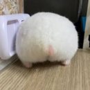 빵댕이 네이버블로그