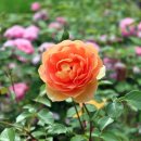 고은햇살 이미지