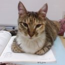 성보의원 이미지