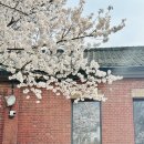 서울숲과 정독도서관 벚꽃 보고 왔어요~~ 이미지