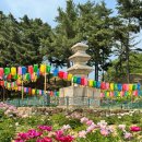 도봉서당 | 경주 도봉서당 작약꽃 서악동 삼층석탑 주변 실시간 후기(25.5.14)부산근교 경주여행 가을엔 구절초 맛집
