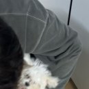 젤리펫살롱with아로마
