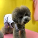 퍼피몽(애견분양) 이미지