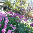 캐나다 빅토리아(Victoria) 자연과 영어가 함께하는 어학연수 도시 추천 및 후기
