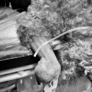 부곡동물병원 이미지