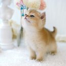 강남고양이분양 호야캣 이미지