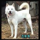 장전노루마을 | (토종개) 풍산개의 특징과 멧돼지싸움 동영상, 호랑이