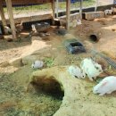 진안읍 1377 이미지