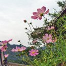 고인무복 낙성동이요 금인환대 낙화풍을 이미지