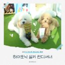 곱슬강아지 | 강아지 털 윤기 없이 푸석하다면? 하이포닉 실키컨디셔너 후기