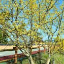 황룡강변 이미지