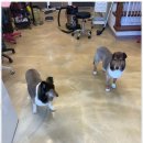 아리스타펫 이미지