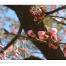 살구꽃공원 이미지