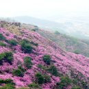 강화 고려산 진달래 이미지