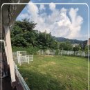 김제강아지 이미지