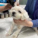 이:은동물병원 이미지