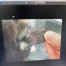 영종H동물의료센터