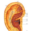 귀혈자리그림~ 귀는 역위하는 태아모습, 아픈곳 귀마사지로~~ 이미지