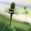 도토리의꿈 이미지