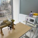 청담동물병원 이미지