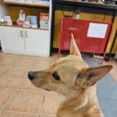 한사랑동물의료센타 동물병원 이미지