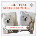 강이랑아지랑 | 강아지피부진정에 좋은 코미토르 보습 미스트 사용 후기