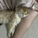 냥빨 | 냥빨 후기