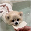 멍줍 강아지 산책 유치원 이미지