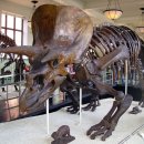 트리케라톱스-3 이미지