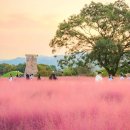 1,200평 대지가 분홍빛으로 물들었어요… 지금 가야 가장 예쁜 핑크뮬리 명소 이미지