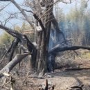 은행청과 이미지