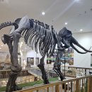 덕소자연사박물관 이미지