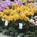 금호농원 이미지