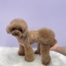 미니마니몽 | 강아지 피부 보습과 털 관리까지, 미니마니몽에서 허브 팩과 컨디셔너 관리 추천드려요!