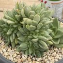 콩쥐팥쥐 이미지