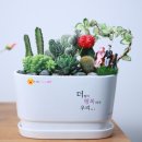 필리아약국 | 질문:키우기 쉬운 친구 공방 남친 개업 화분 추천해 주세요 채움화분 답: 선인장 다육이 선물 어떨까요?